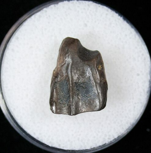 Triceratops Shed Tooth - Montana #16664